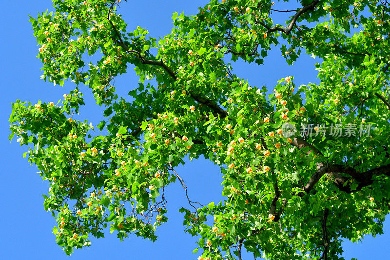 郁金香树花/鹅掌楸郁金香花